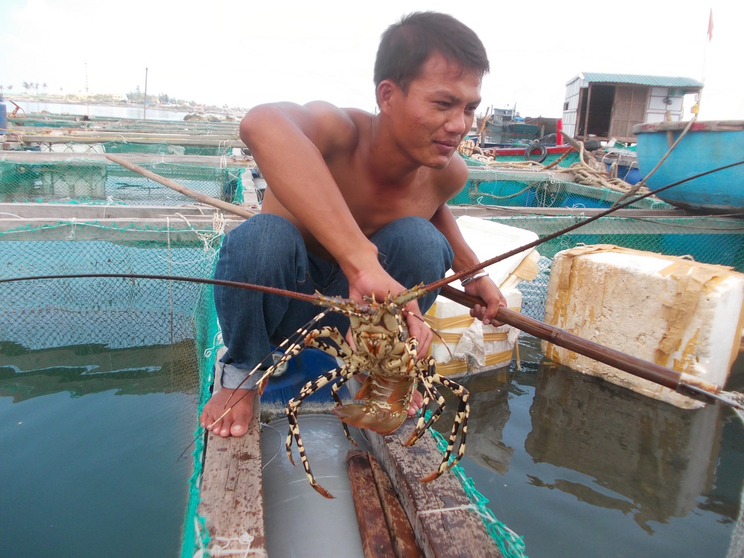 Hàng ngày bà con cần kiểm tra tình trạng sức khỏe và mức độ sử dụng thức ăn của tôm để có điều chỉnh hợp lý