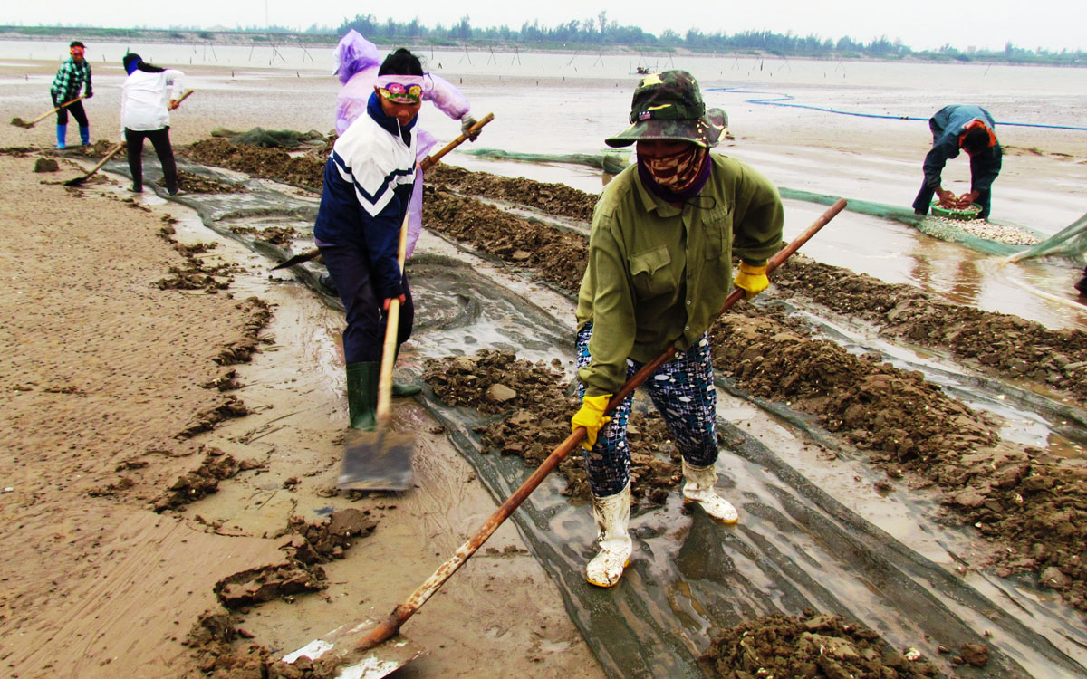 Chuẩn bị bãi triều ven biển nuôi ngao