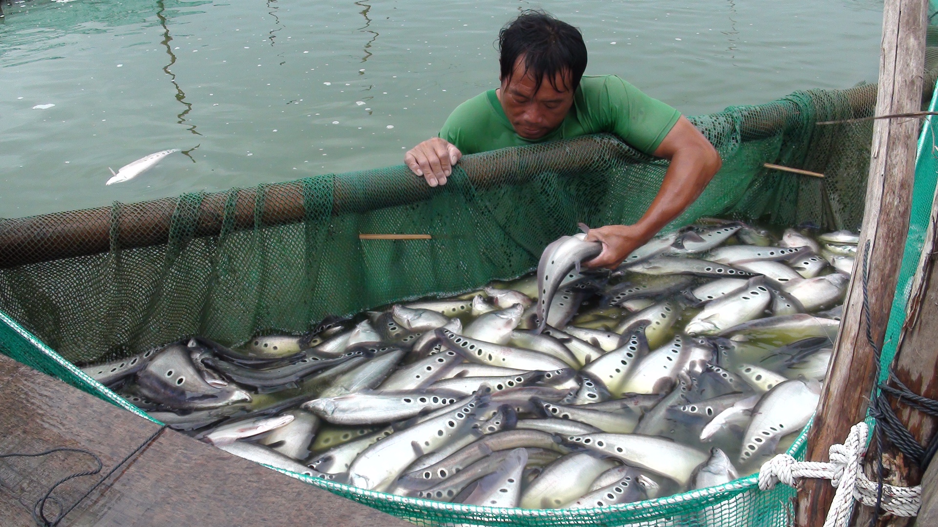 Cá còm thường bị nhiễm bệnh trong trường hợp nuôi mật độ quá dày