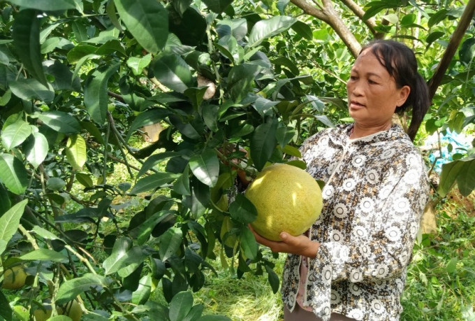 Cây ăn quả đẻ quả trái vụ