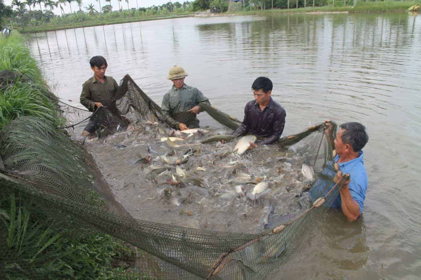 Cá trắm cỏ dễ nuôi, nếu tuân thủ đúng kỹ thuật