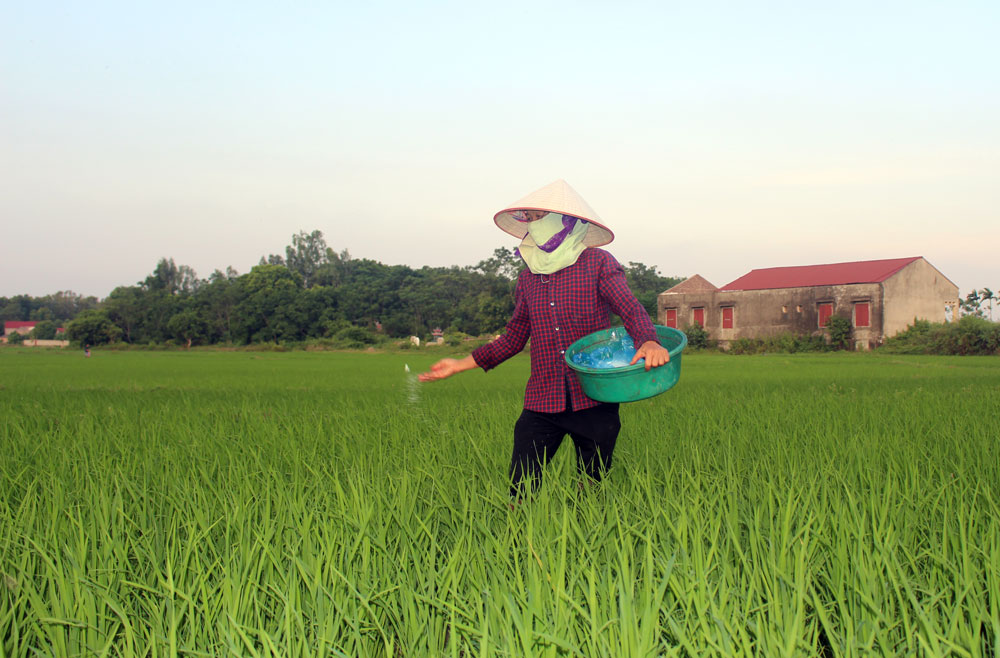 Quảng Bình đã thực hiện sản xuất lúa theo tiêu chuẩn VietGAP