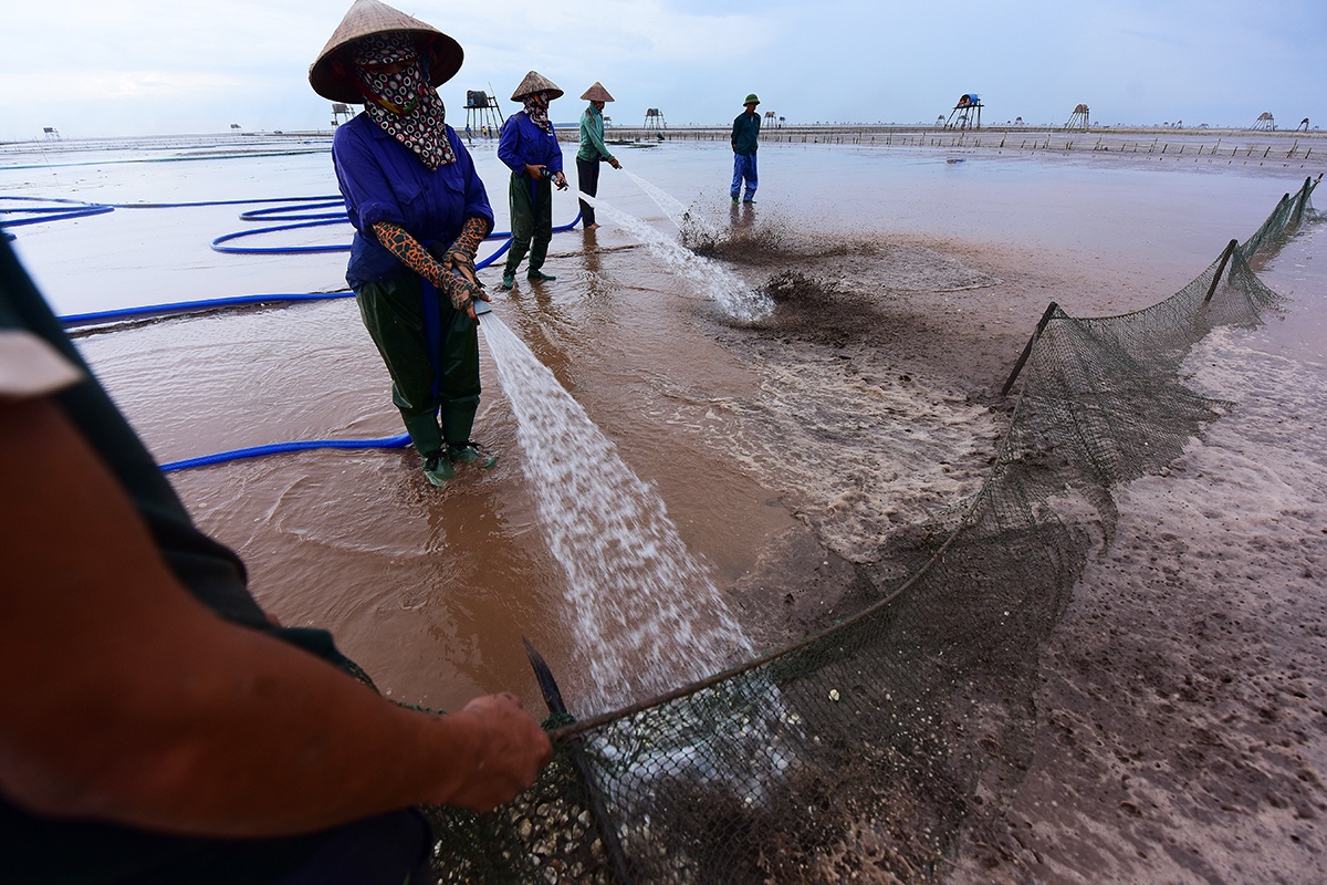 Ngao thuộc nhóm động vật nhuyễn thể