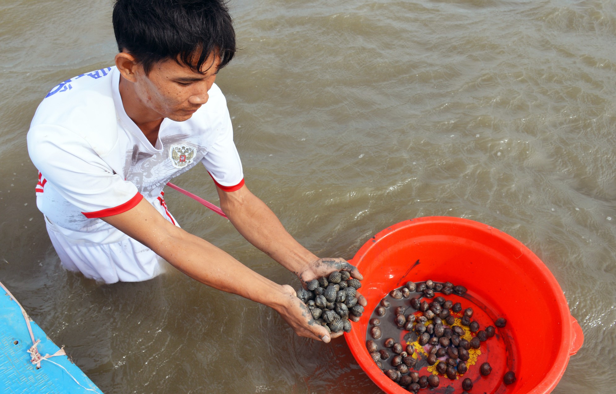 Thời điểm thả sò huyết giống có thể vào buổi sáng hoặc buổi chiều khi trời mát và không mưa bão