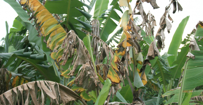 Bệnh héo rũ Panama