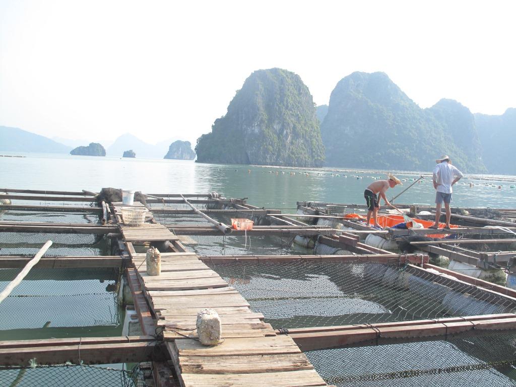 Bãi nuôi hải sâm phải đảm bảo các yếu tố môi trường phù hợp và không bị ô nhiễm